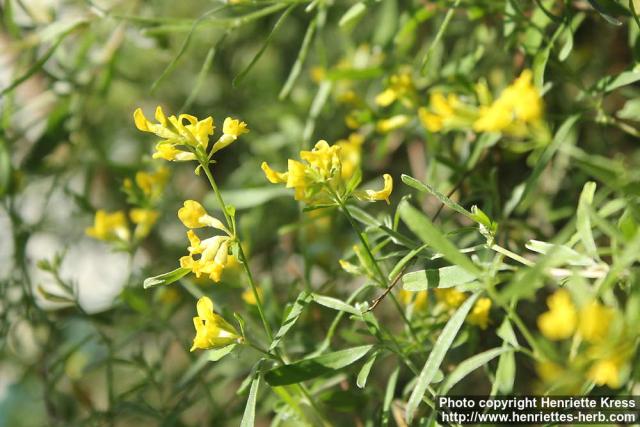 Photo: Anthyllis hermanniae 0.