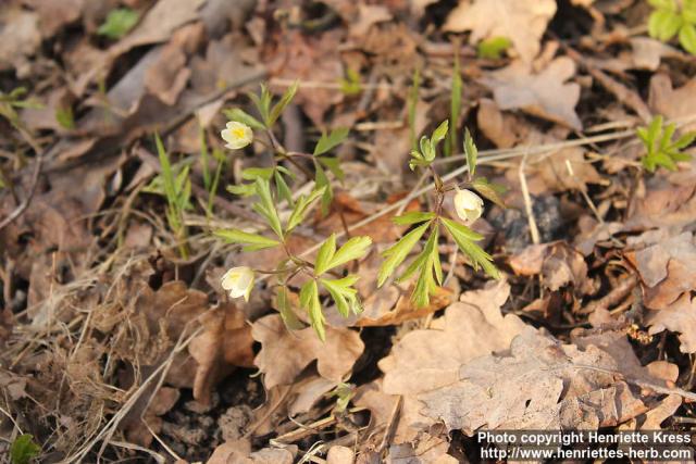 Photo: Anemone nemorosa 23.