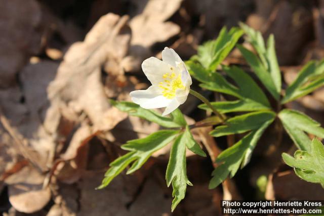 Photo: Anemone nemorosa 25.