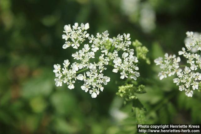 Photo: Anthriscus sylvestris 13.