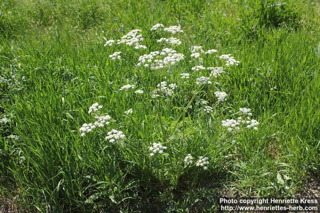 Photo: Anthriscus sylvestris 14.