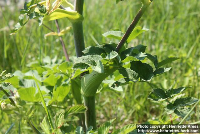 Photo: Angelica archangelica 28.