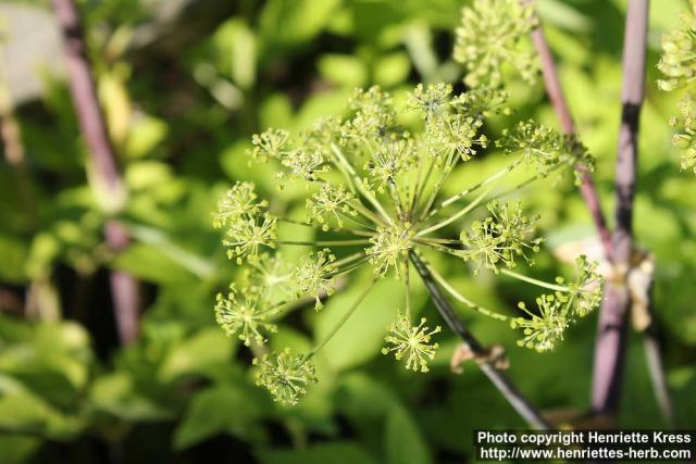 Photo: Angelica archangelica 34.