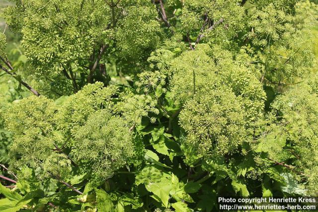 Photo: Angelica archangelica 37.