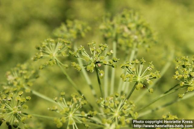 Photo: Angelica archangelica 40.