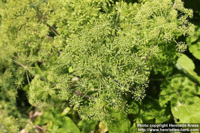 Photo: Angelica archangelica 41.