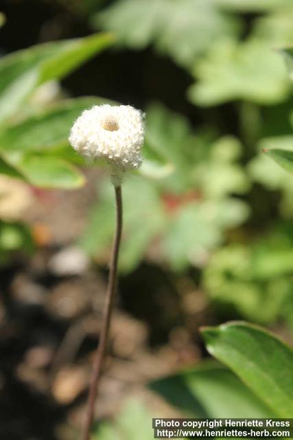 Photo: Anemone sylvestris 4.