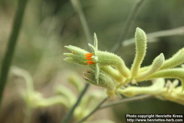 Photo: Anigozanthos flavidus 1.