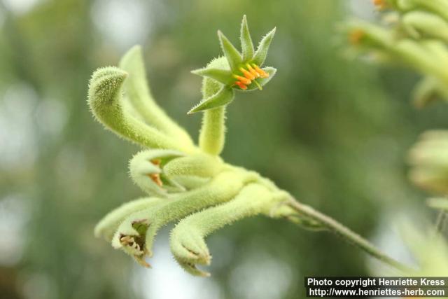 Photo: Anigozanthos flavidus 2.