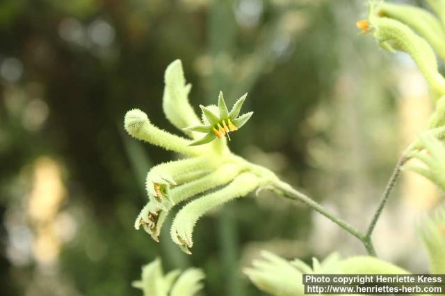 Photo: Anigozanthos flavidus 4.