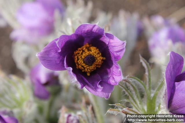 Photo: Pulsatilla vulgaris 27.