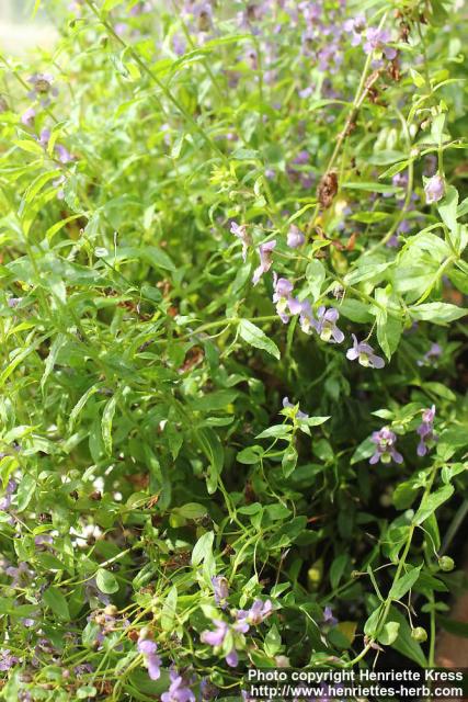 Photo: Angelonia parviflora 2.