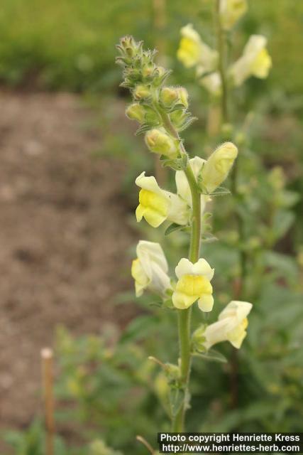 Photo: Antirrhinum latifolium 0.