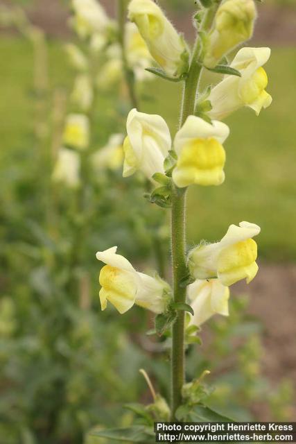 Photo: Antirrhinum latifolium 1.