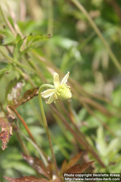 Photo: Anemone cylindrica 2.