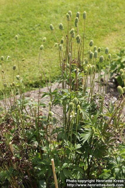 Photo: Anemone cylindrica 4.