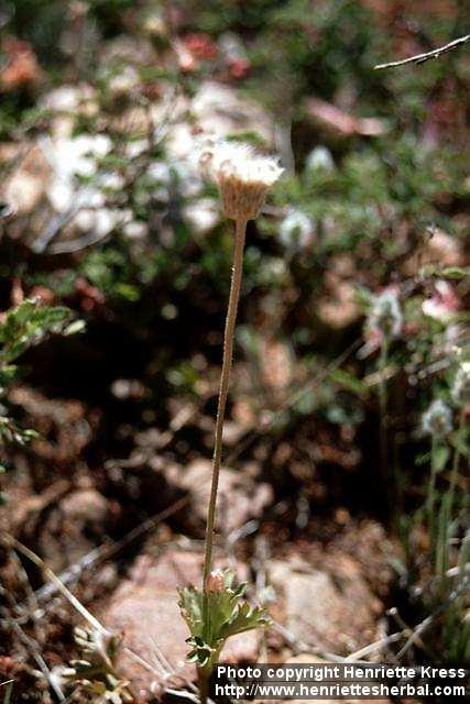 Photo: Anemone tuberosa.