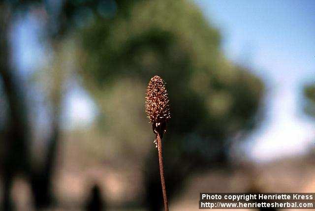 Photo: Anemopsis californica.