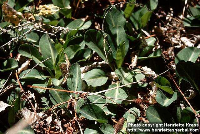 Photo: Anemopsis californica 1.