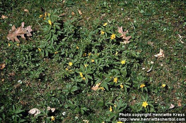 Photo: Anemone ranunculoides.