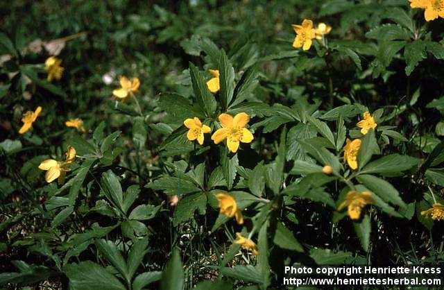 Photo: Anemone ranunculoides 1.