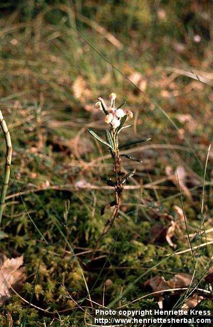 Photo: Andromeda polifolia.