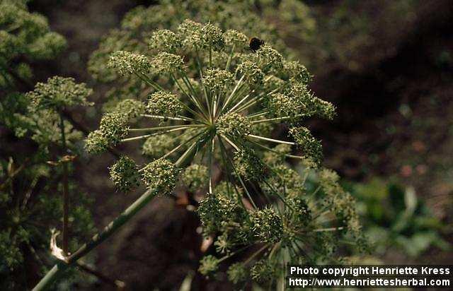 Photo: Angelica archangelica 7.