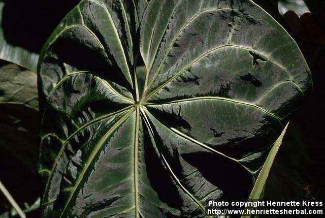 Photo: Anthurium crystallinum.