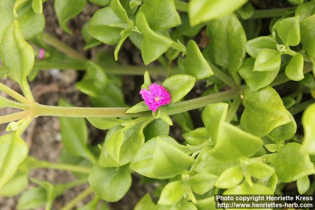 Photo: Aptenia cordifolia 0.