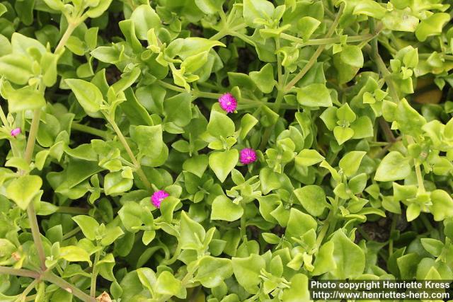 Photo: Aptenia cordifolia 1.