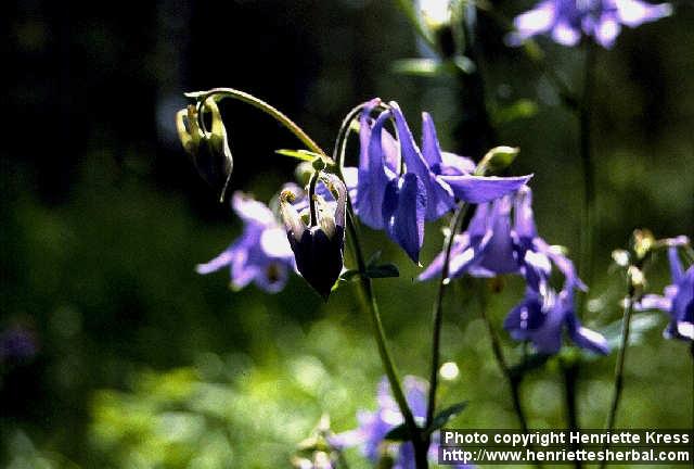 Photo: Aquilegia vulgaris.