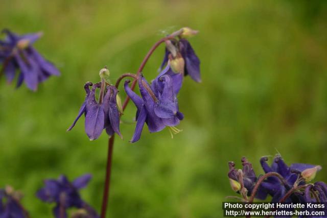 Photo: Aquilegia vulgaris 5.