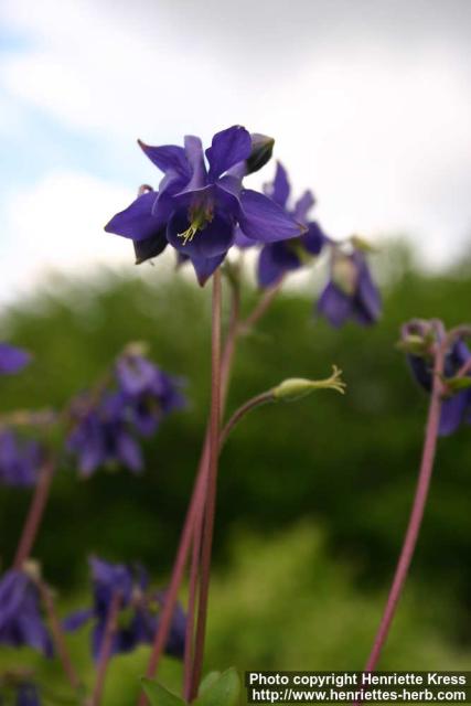 Photo: Aquilegia vulgaris 6.