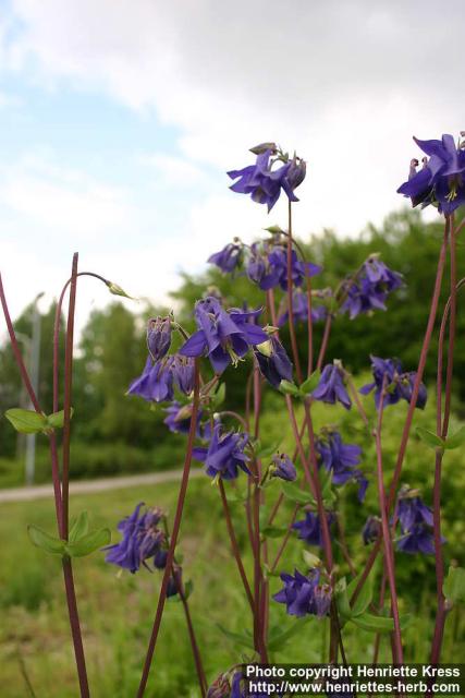 Photo: Aquilegia vulgaris 7.