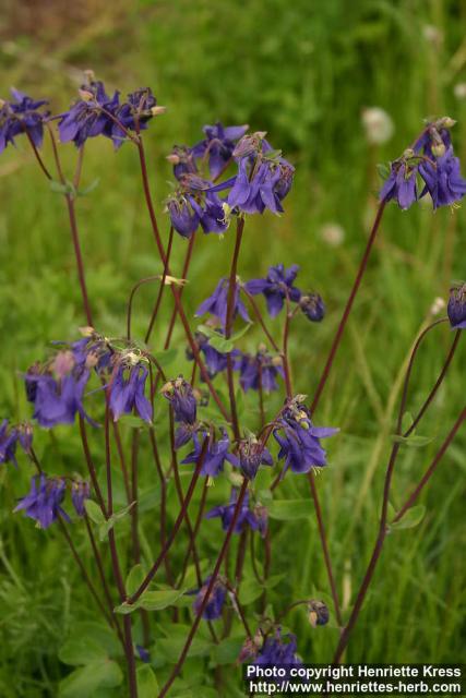 Photo: Aquilegia vulgaris 8.