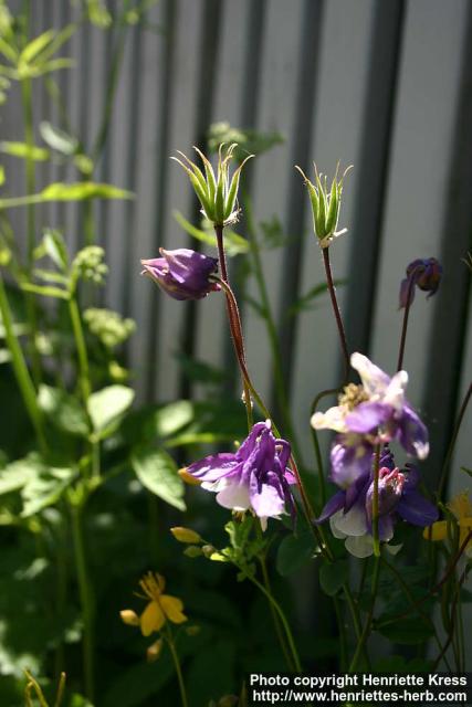 Photo: Aquilegia vulgaris 9.