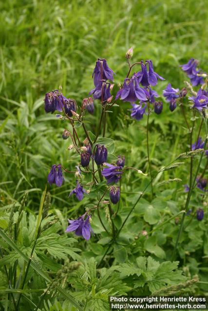 Photo: Aquilegia vulgaris 10.