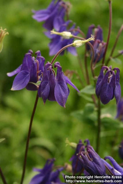 Photo: Aquilegia vulgaris 11.