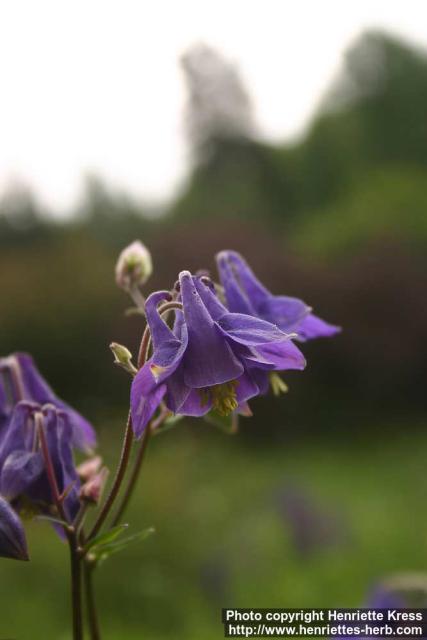 Photo: Aquilegia vulgaris 13.