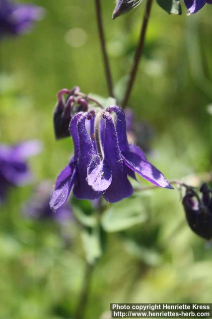 Photo: Aquilegia vulgaris 15.