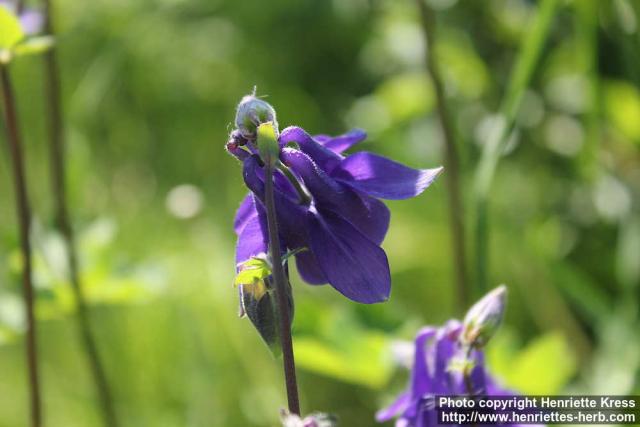 Photo: Aquilegia vulgaris 17.