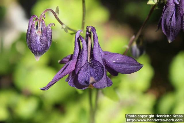 Photo: Aquilegia vulgaris 20.