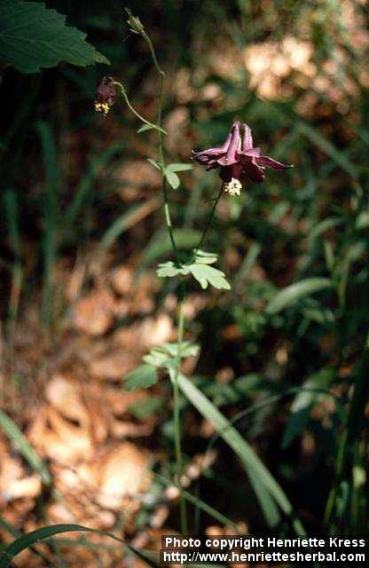 Photo: Aquilegia vulgaris 1.