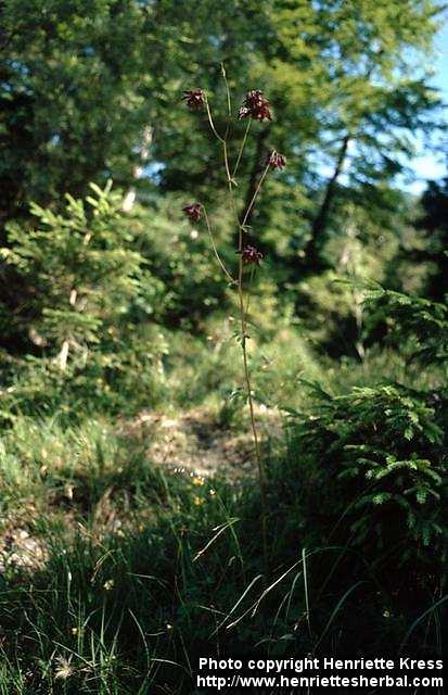 Photo: Aquilegia vulgaris 2.