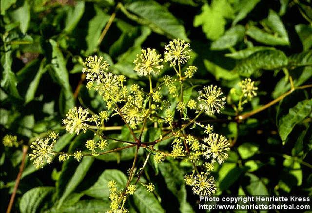 Photo: Aralia californica.