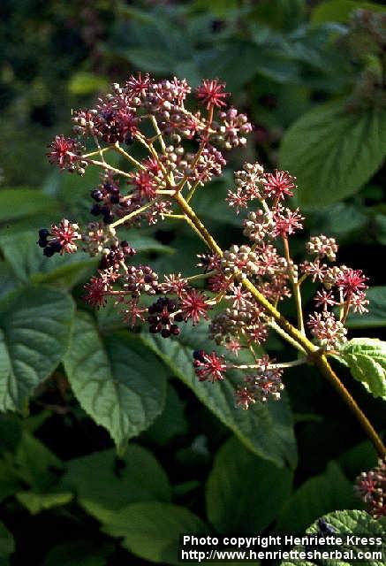 Photo: Aralia continentalis 4.