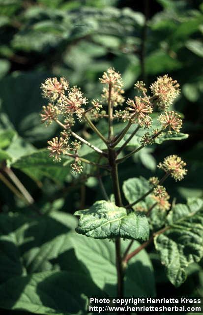 Photo: Aralia continentalis 5.