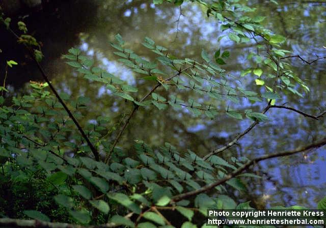 Photo: Aralia elata 2.