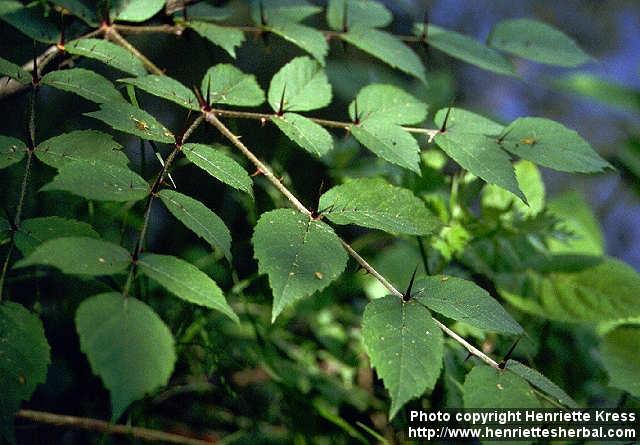 Photo: Aralia elata 3.