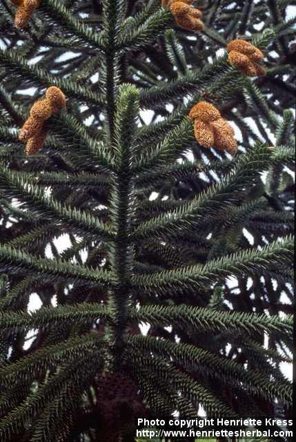 Photo: Araucaria araucana 2.